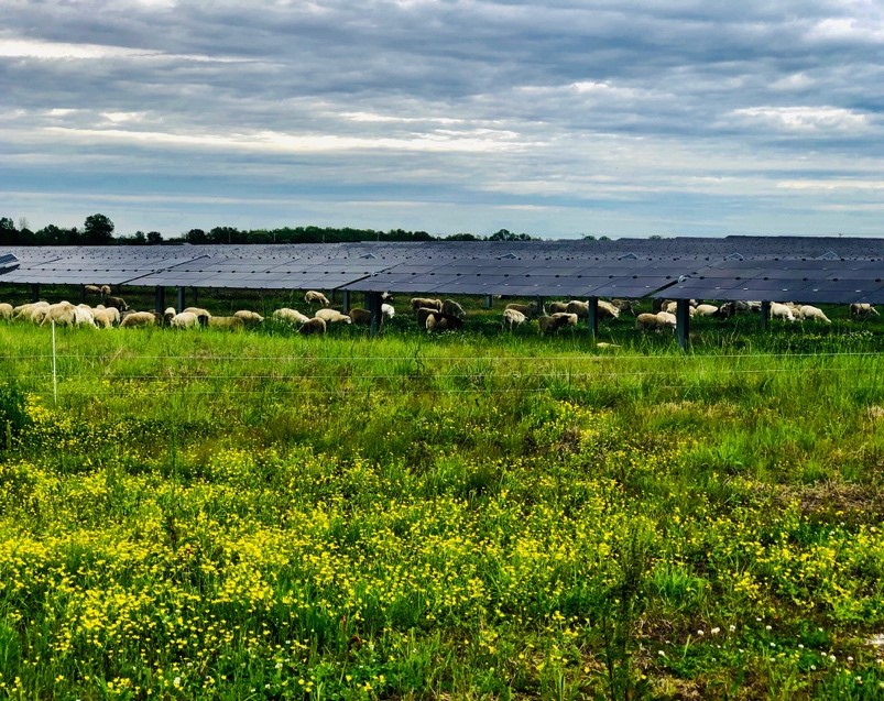 More than 1000 ewes to graze under Tennessee’s 53-MW Millington Solar Farm